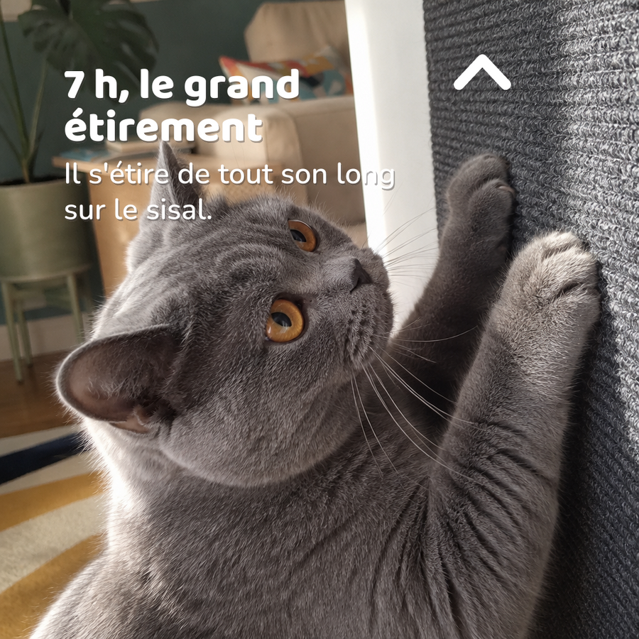 7 h, le grand étirement — Griffoir mural chat