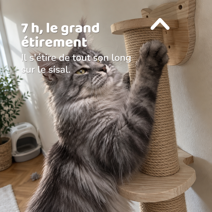 7 h, le grand étirement — arbre à chat mural maine coon