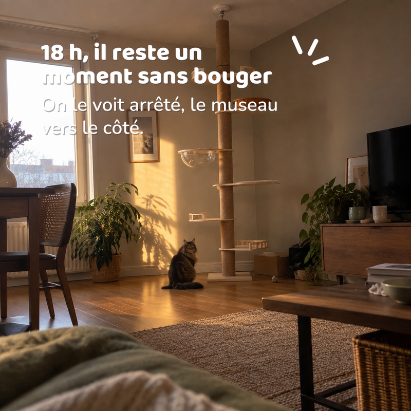 Arbre à chat géant fixation plafond