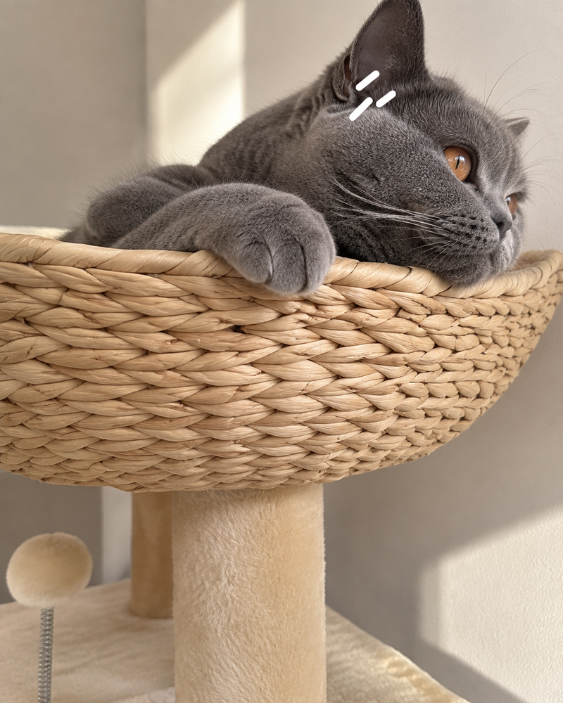 Il va s'effondrer sous le poids du chat. · france — arbre à chat design naturel