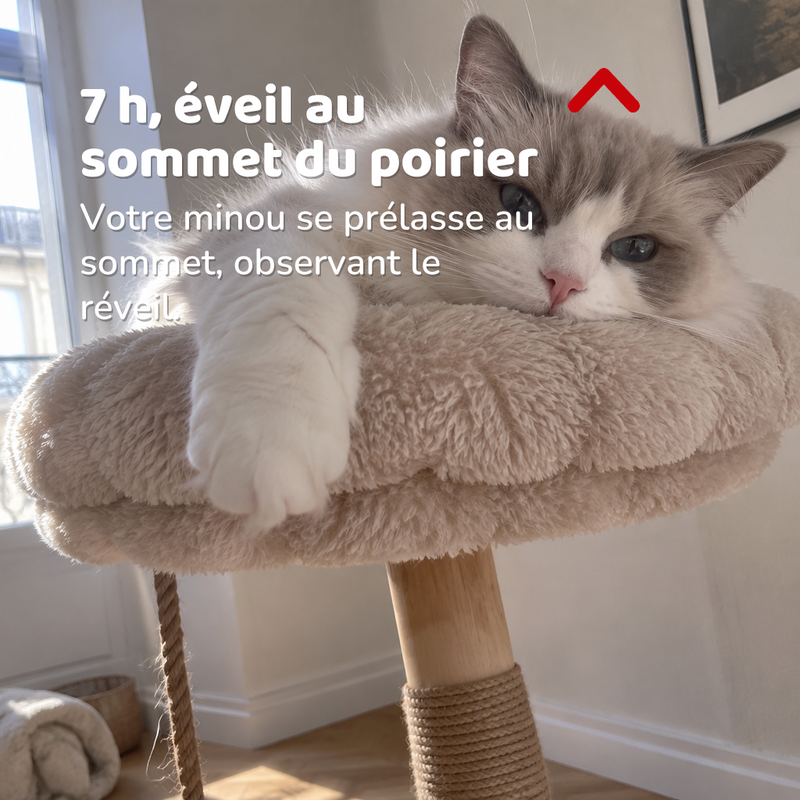 Arbre a chat branche