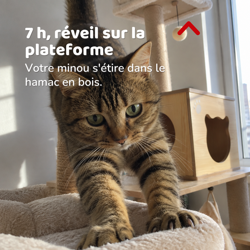 Arbre à chat extérieur bois