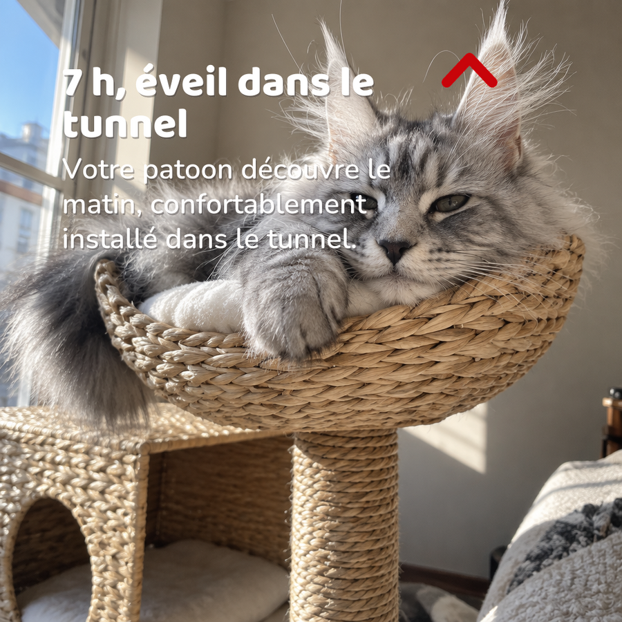 7 h, éveil dans le tunnel — arbre a chat en osier