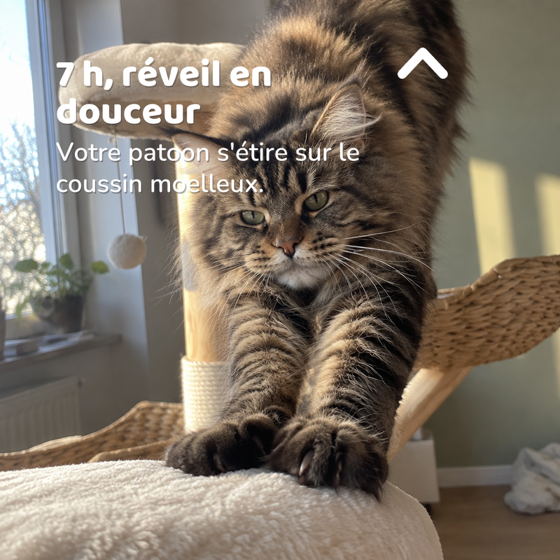 7 h, réveil en douceur — arbre à chat en bois naturel