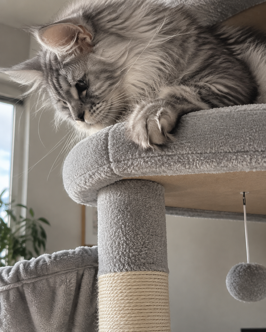 Il est trop haut pour mon plafond, ou trop large pour le coin. · Light Grey — arbre à chat xxl pour maine coon