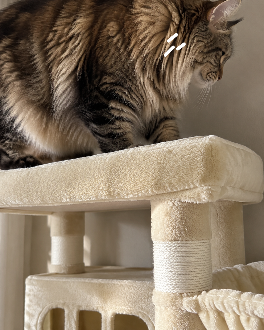 Il va s'effondrer sous le poids du chat. · Beige — chat gros gabarit arbre a chat maine coon