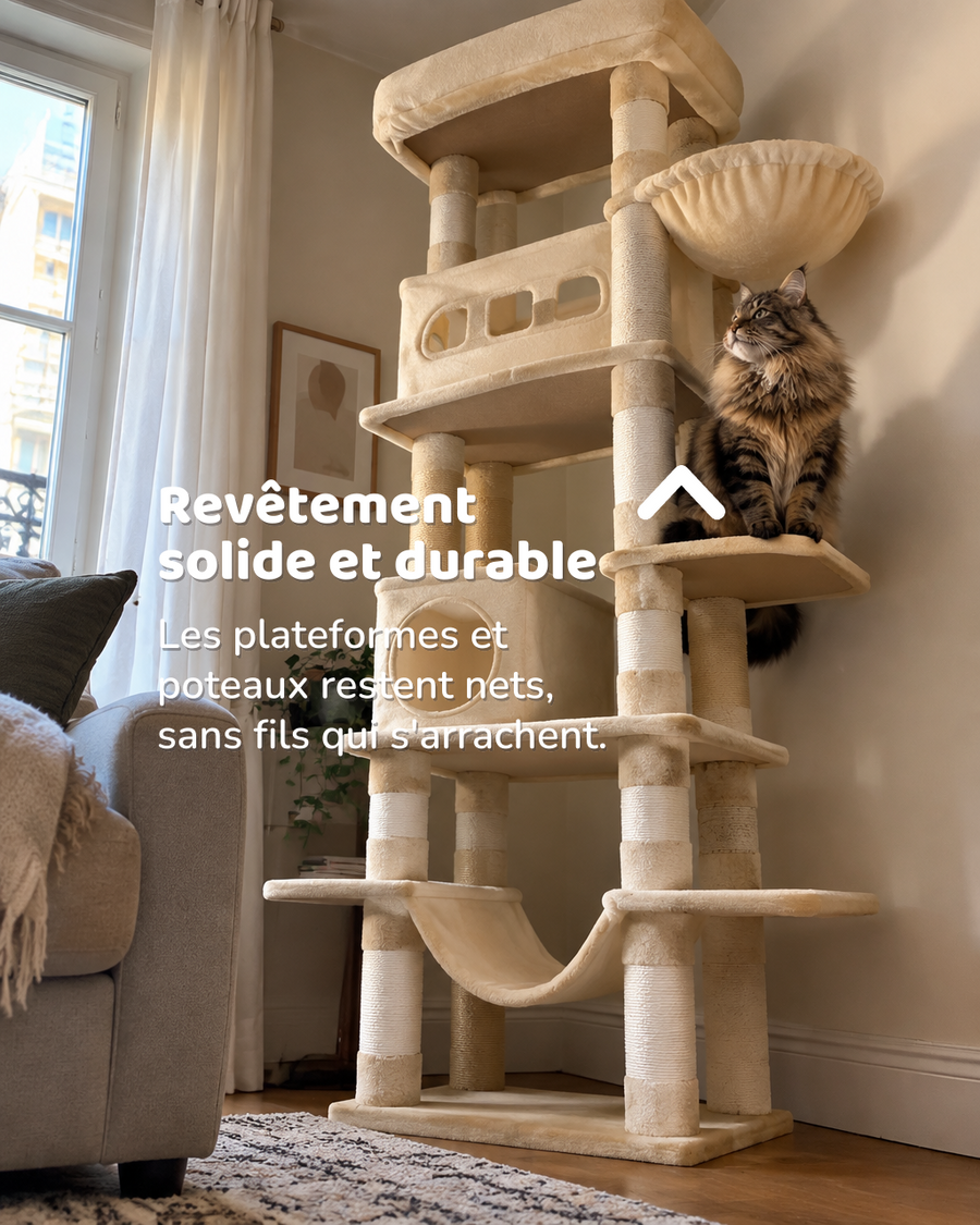 Chat gros gabarit arbre a chat maine coon