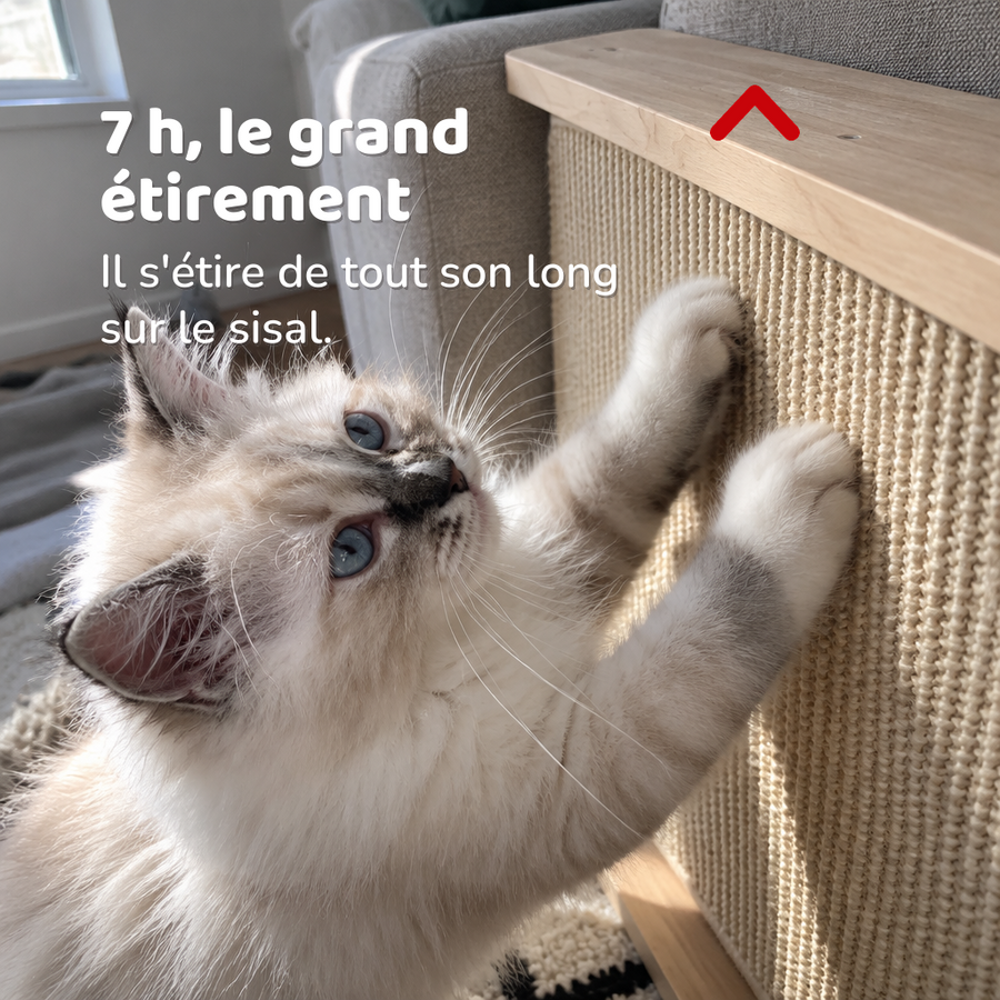 7 h, le grand étirement — Griffoir accoudoir canapé