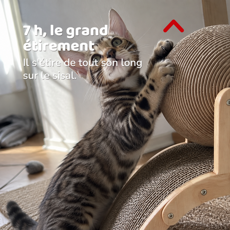 7 h, le grand étirement — Griffoir chat original