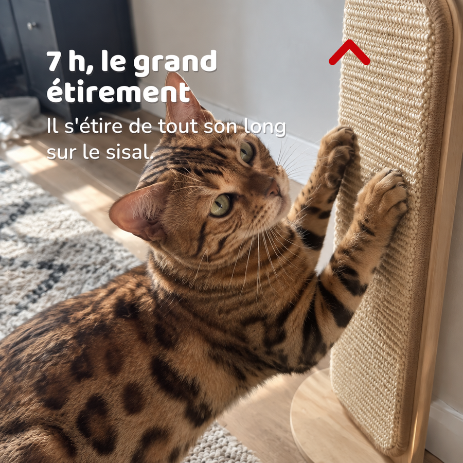 7 h, le grand étirement — Griffoir d'angle à poser
