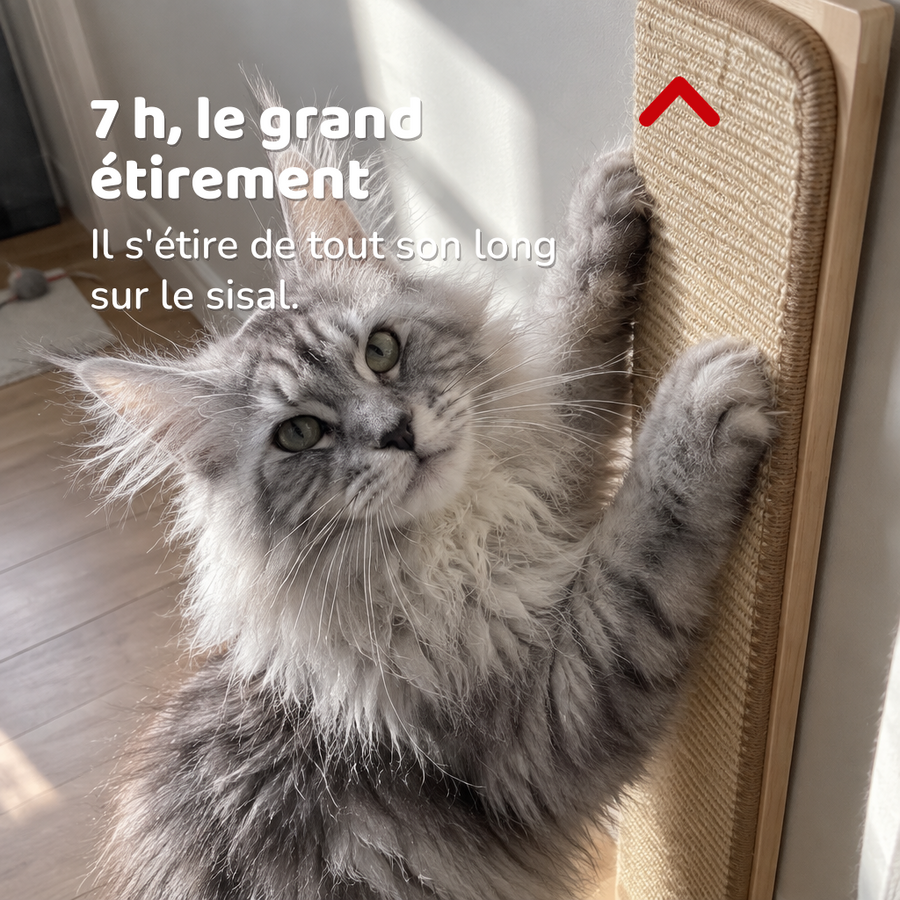 7 h, le grand étirement — Griffoir d'angle