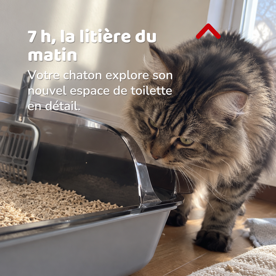 7 h, la litière du matin — petite litiere chaton