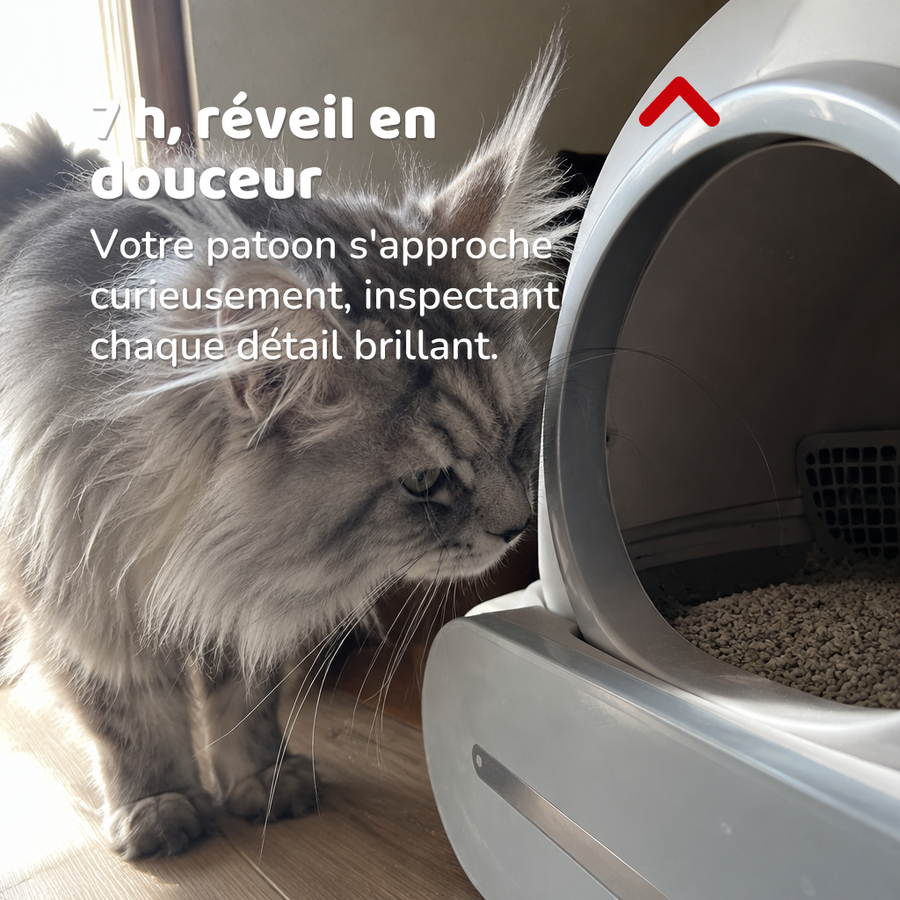 7 h, réveil en douceur — litière auto