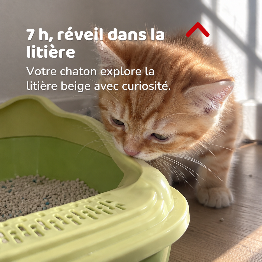 7 h, réveil dans la litière — litiere chaton