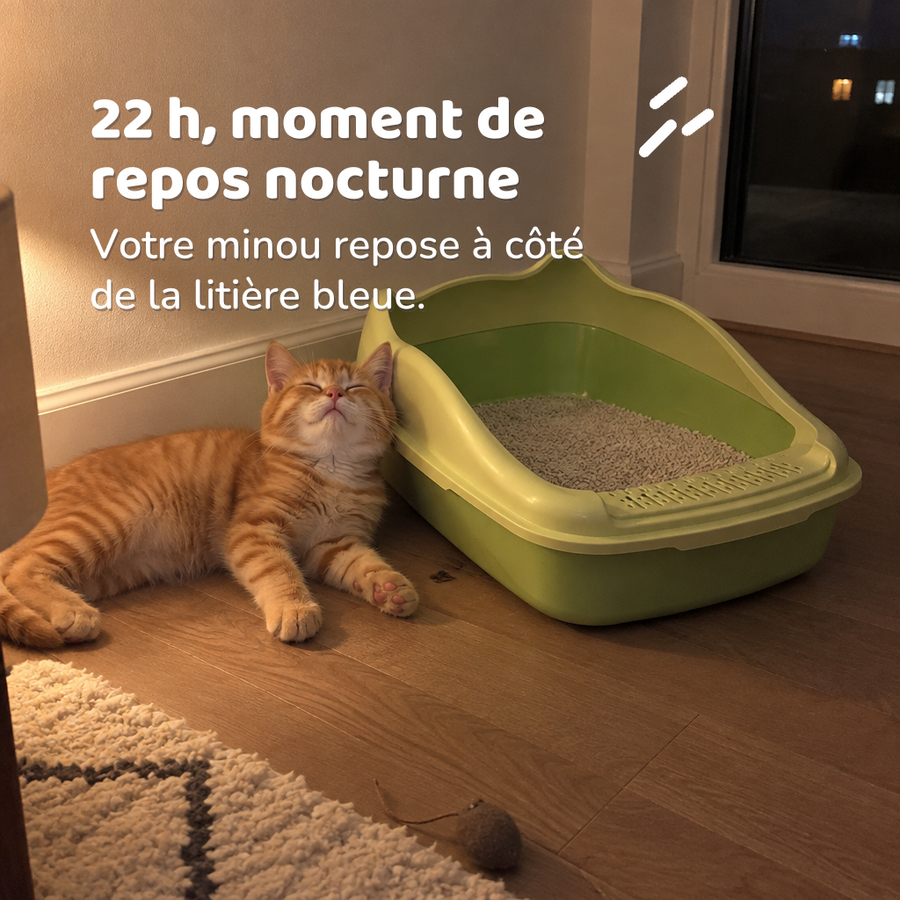 22 h, moment de repos nocturne — litiere chaton