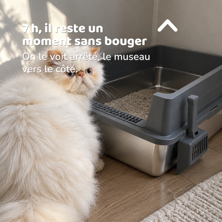 7 h, il reste un moment sans bouger — bac à litière grand chat