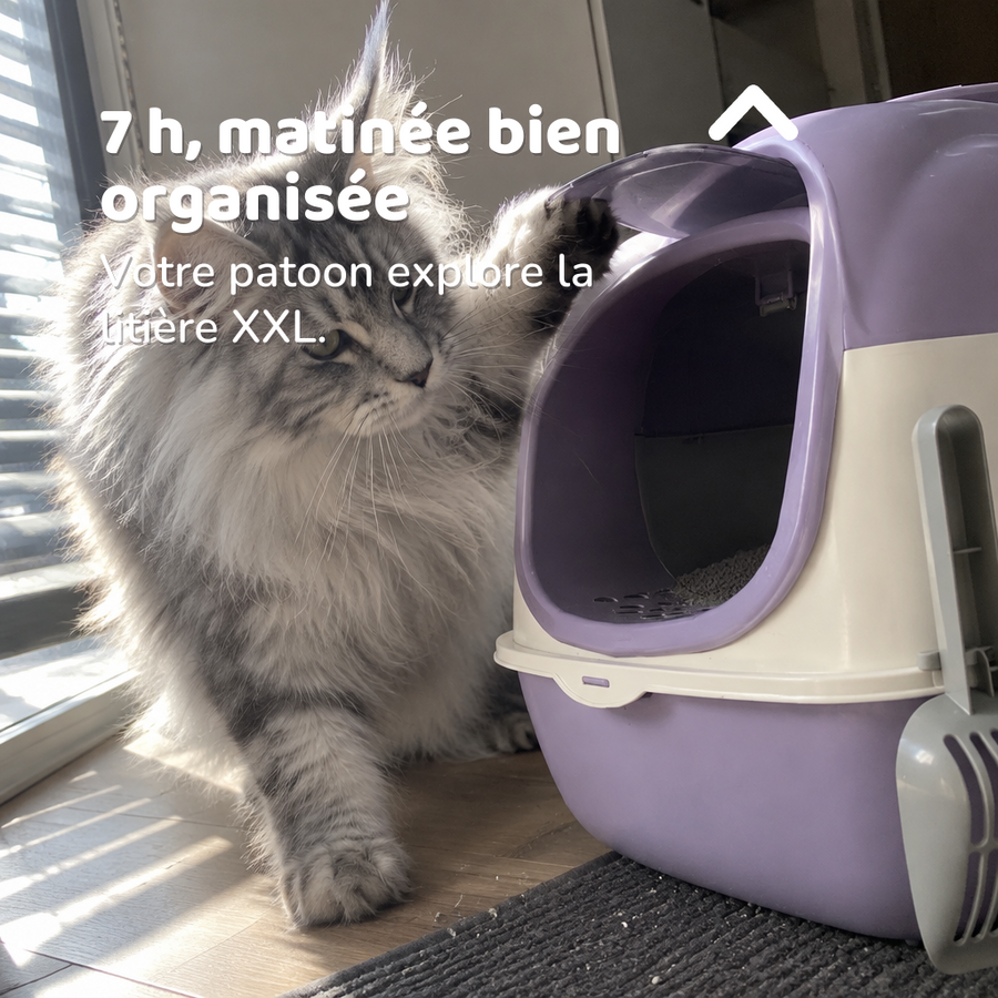 7 h, matinée bien organisée — litiere xxl pour maine coon