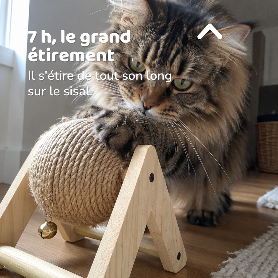 7 h, le grand étirement — Griffoir chat rond