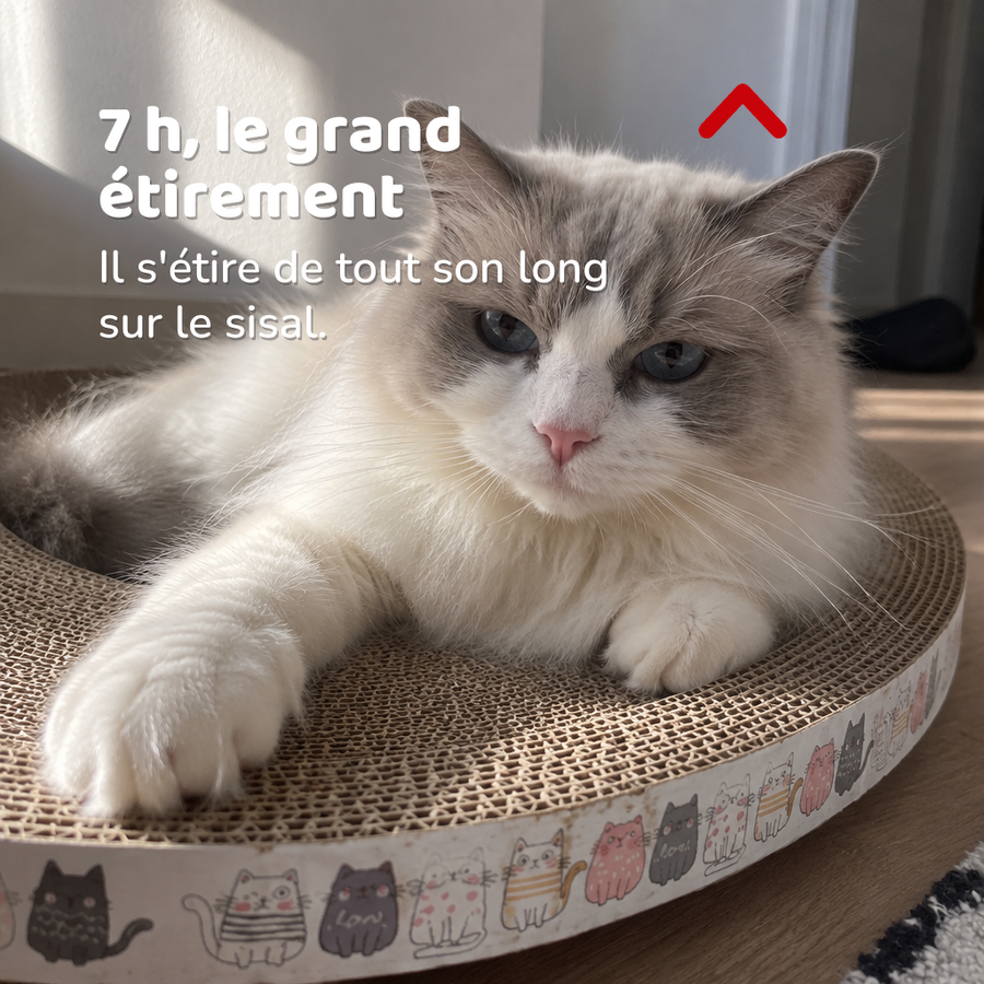 7 h, le grand étirement — Griffoir chat carton rond