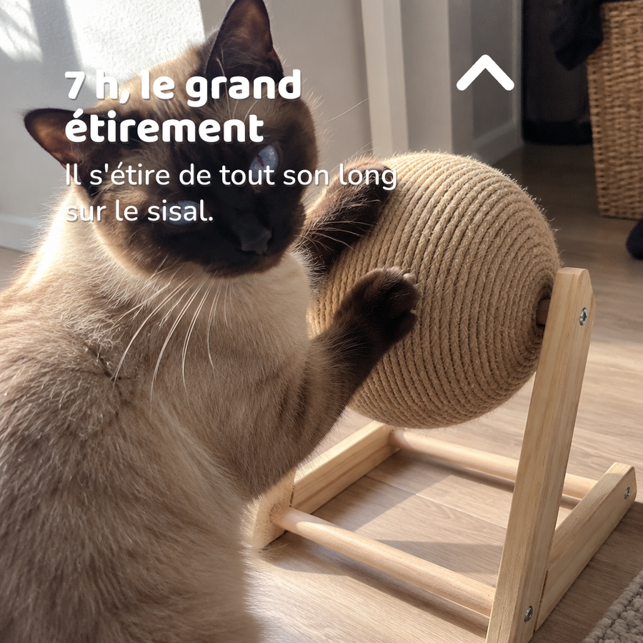 7 h, le grand étirement — Boule griffoir chat
