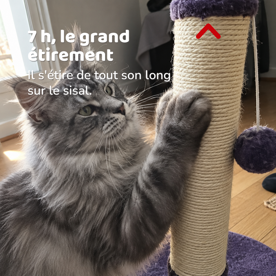7 h, le grand étirement — Griffoir chat maison