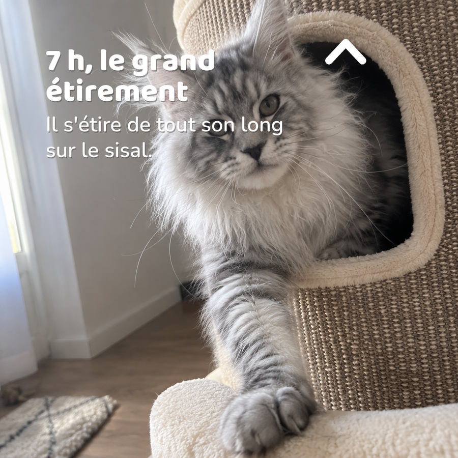 7 h, le grand étirement — Tour griffoir chat xxl