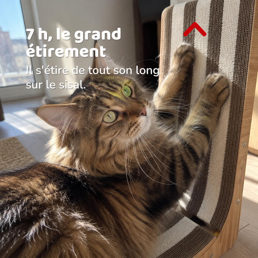 7 h, le grand étirement — Griffoir vertical chat
