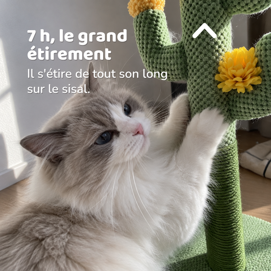 7 h, le grand étirement — Griffoir cactus