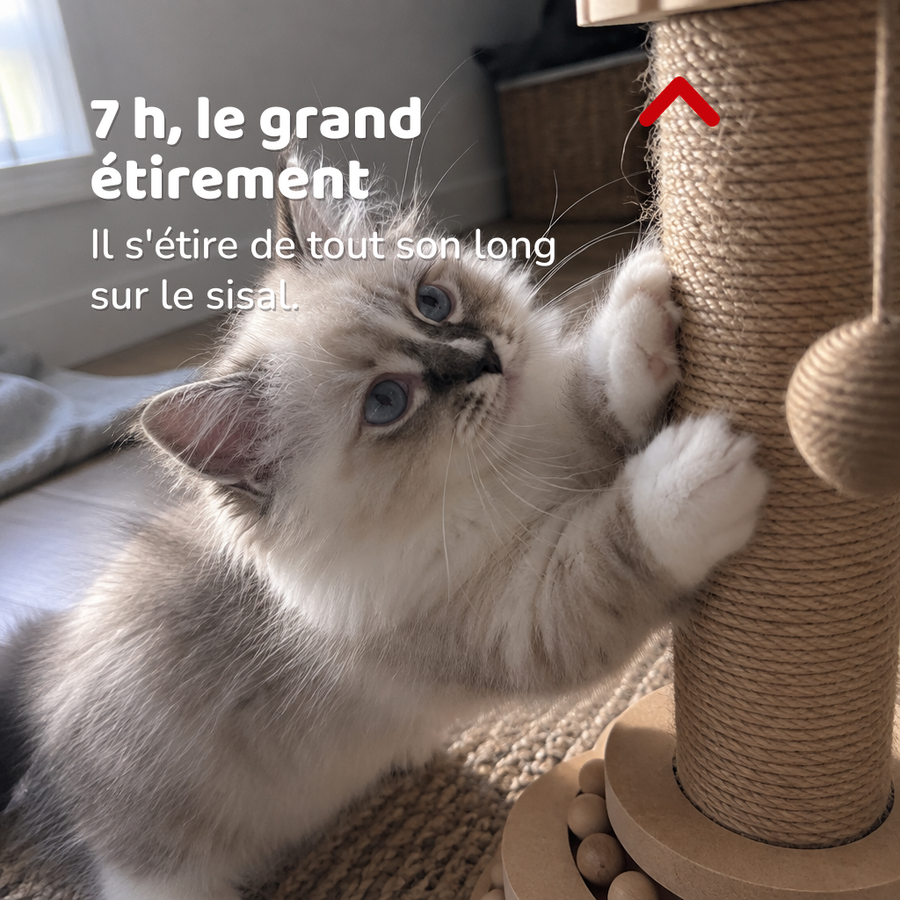 7 h, le grand étirement — Tronc griffoir chat