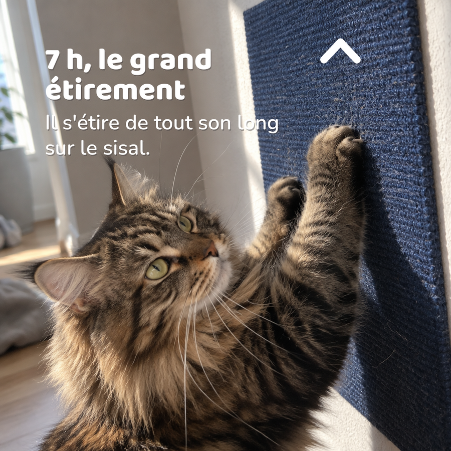 7 h, le grand étirement — Tapis griffoir chat canapé