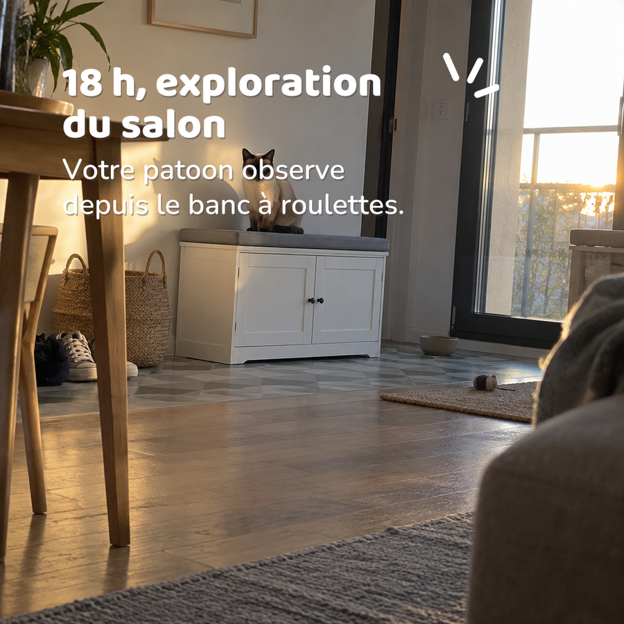 18 h, exploration du salon — banc de toilette pour chat