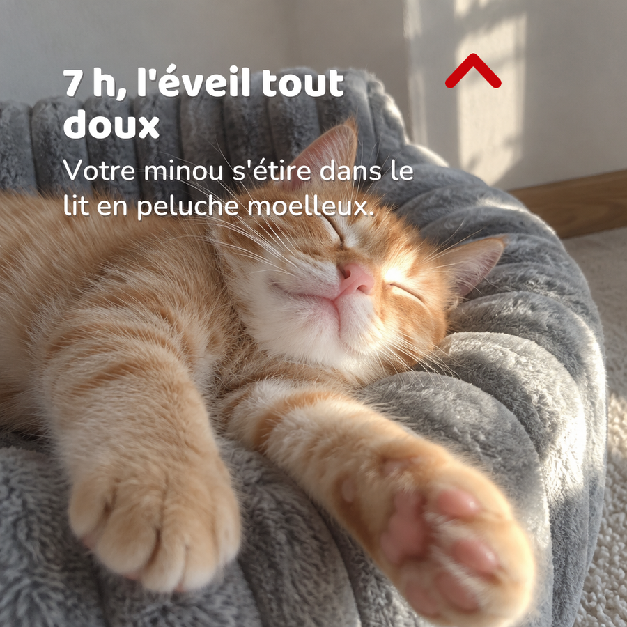7 h, l'éveil tout doux — lit chaton