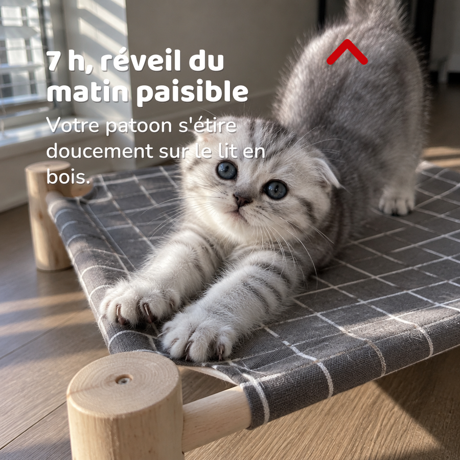 7 h, réveil du matin paisible — lit pour chat sur pied