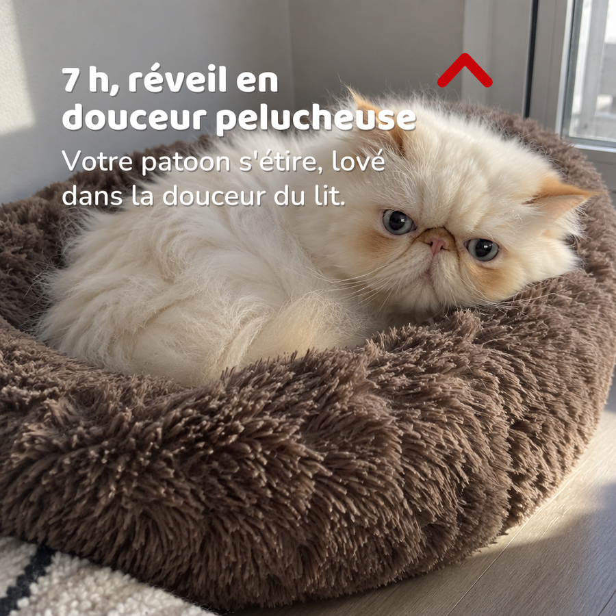 7 h, réveil en douceur pelucheuse — lit apaisant chat