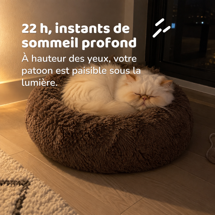 22 h, instants de sommeil profond — lit apaisant chat