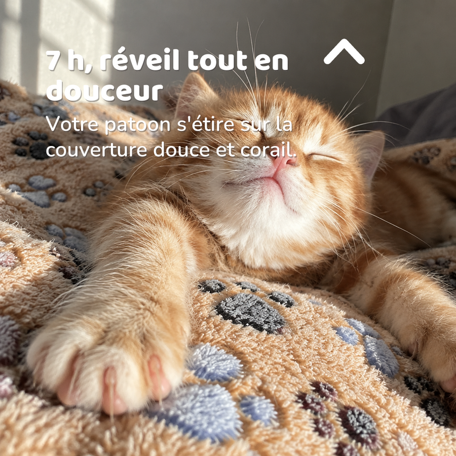 7 h, réveil tout en douceur — couverture chat