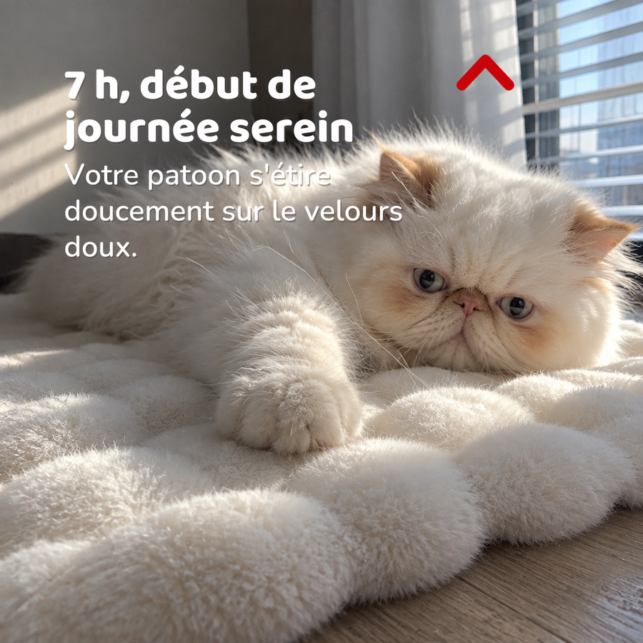 7 h, début de journée serein — coussin chauffant chat