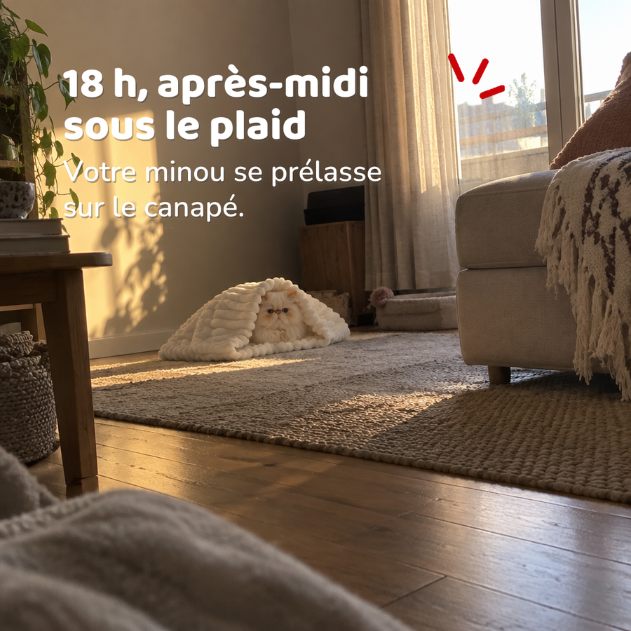 18 h, après-midi sous le plaid — plaid chaton