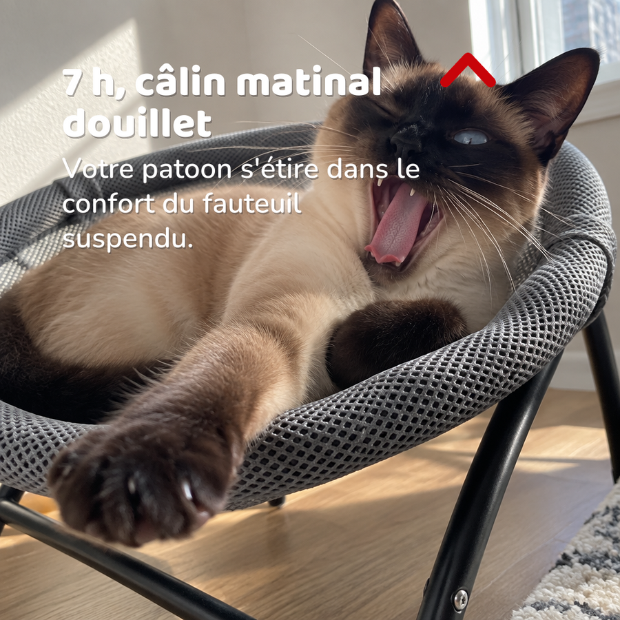 7 h, câlin matinal douillet — fauteuil suspendu pour chat