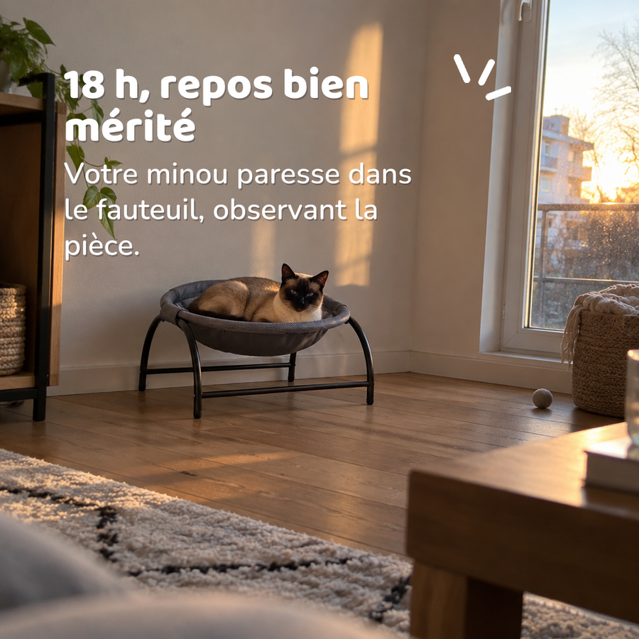 18 h, repos bien mérité — fauteuil suspendu pour chat