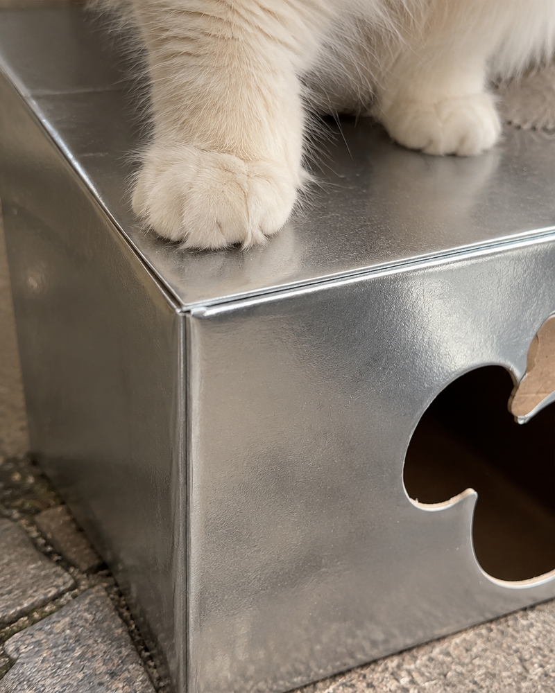 ça bascule · Mickey — abri pour chat errant