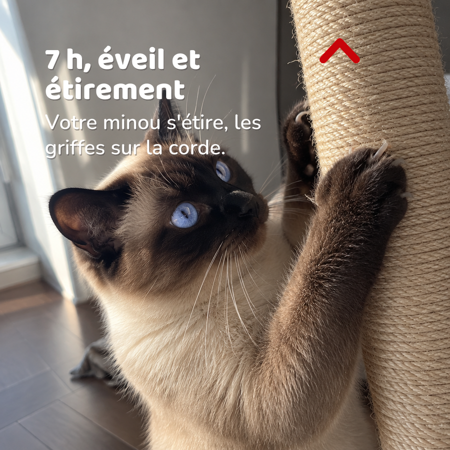 7 h, éveil et étirement — poteau de rechange arbre à chat 80 cm