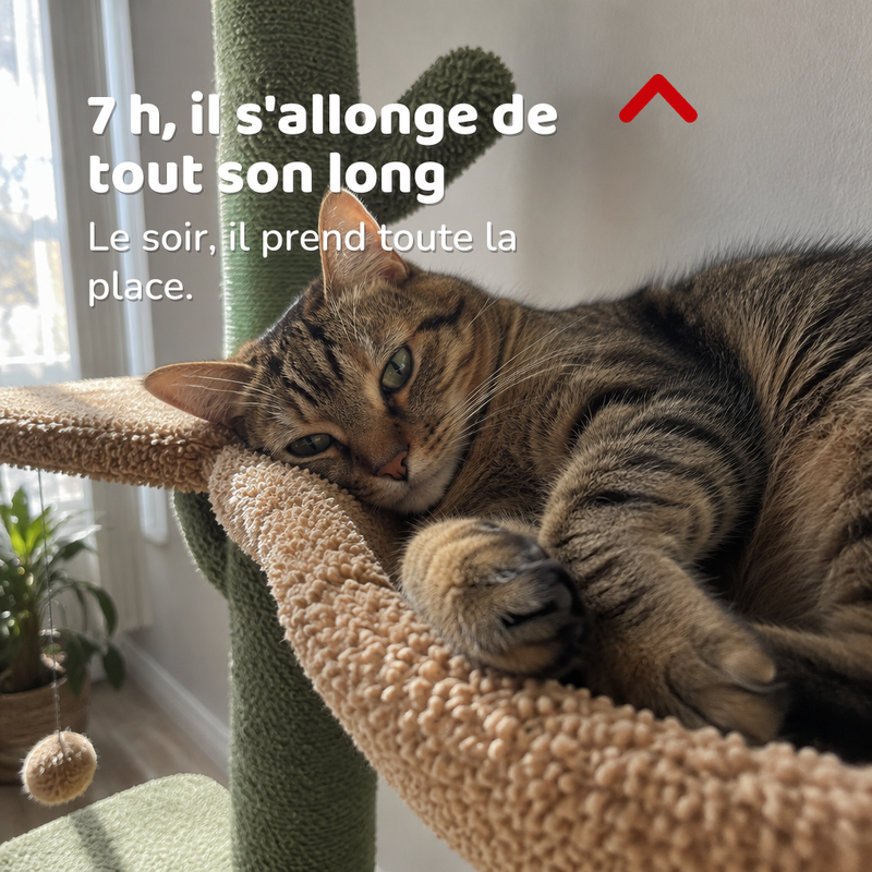 7 h, il s'allonge de tout son long — arbre à chat original bois