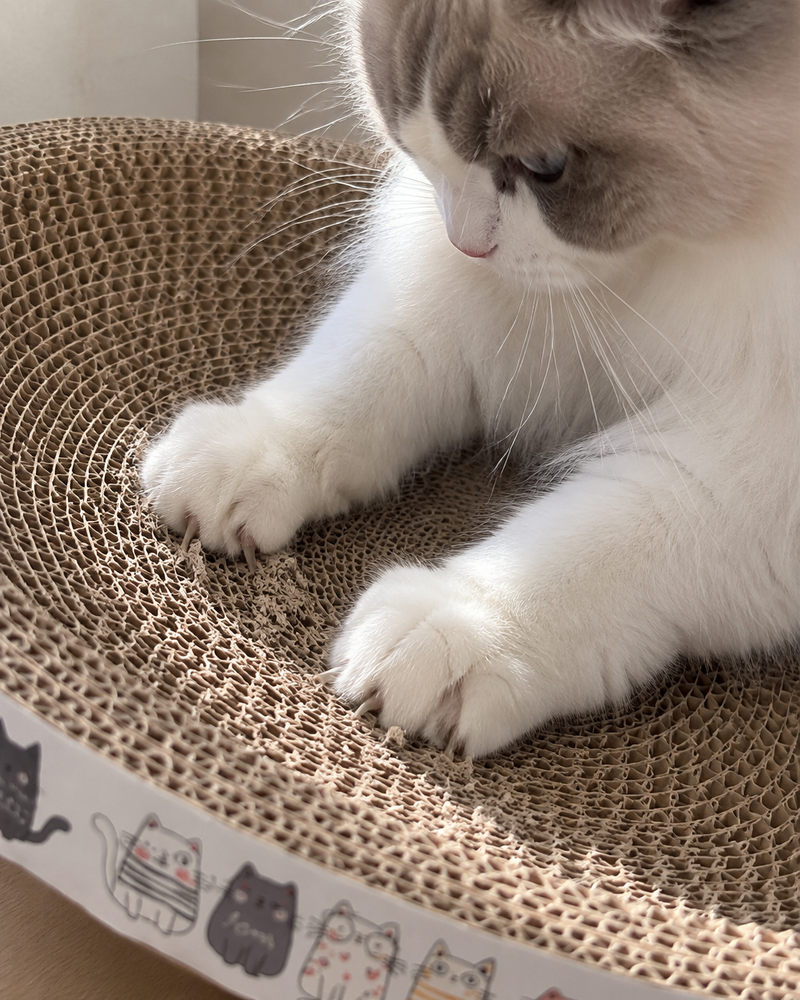 Ça va se décoller quand il griffe. · 40cm — Griffoir chat carton rond