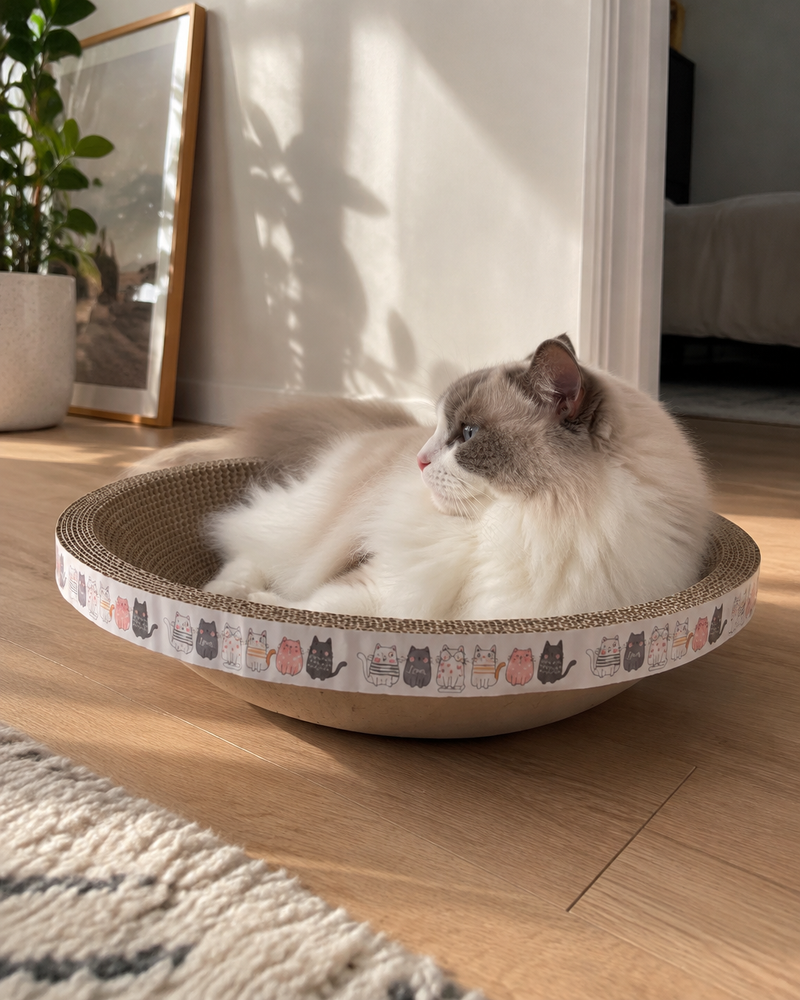 Un chat se repose paisiblement. — Griffoir chat carton rond